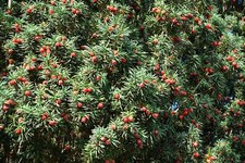 English yew taxus for sale  Massillon