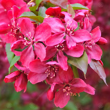 Malus royalty flowering for sale  UK