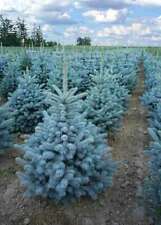 Abete blu pino usato  Valmacca