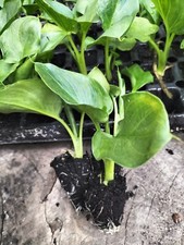 Arum lily plug for sale  LONDON