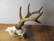 Kapitales rehgeweih 345 gebraucht kaufen  Pfronten