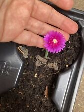 Delosperma cooperi purple for sale  BIRMINGHAM