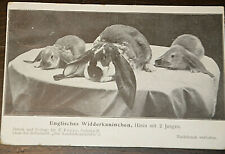 51041 englische widderkaninche gebraucht kaufen  Dresden