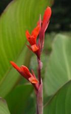 Graines canna bananier d'occasion  Sanary-sur-Mer