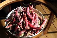 Dwarf borlotto bean for sale  SALISBURY