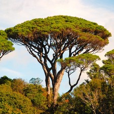 Stone pine tree for sale  USA