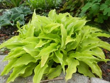 Hosta lemon lime gebraucht kaufen  Hesel