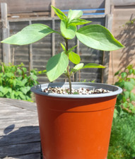 Thai basil plants for sale  GUILDFORD