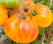 Pineapple tomato seeds for sale  Berwyn