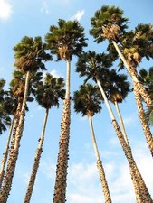 Washingtonia robusta palma usato  Sonnino