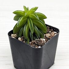 Succulent pot plant for sale  San Jose