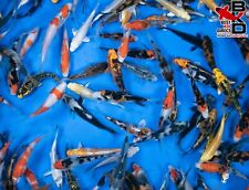 Assorted standard fin for sale  Claudville