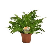 Zwerg baumfarn blechnum gebraucht kaufen  Düsseldorf