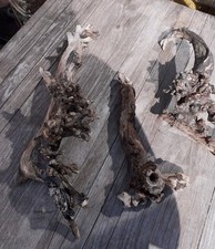 Treibholz schwemmholz skulptur gebraucht kaufen  Hilden