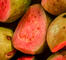 Psidium guajava toki usato  Napoli