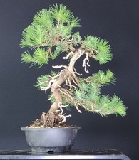 Bonsai pino anni usato  Venezia