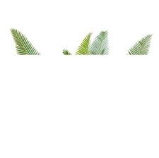 Dioon edule palma usato  Napoli