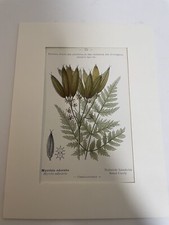 Antique botanical print for sale  PORTSMOUTH