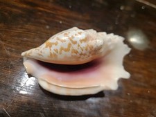Queen conch beach for sale  Blandinsville