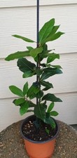 Organic bay leaf for sale  Kilgore