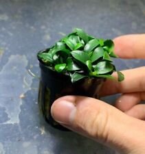Anubias nana petite for sale  Garland