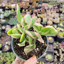 Crassula argentea money for sale  Morgan Hill