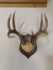 Wild point whitetail for sale  Florence