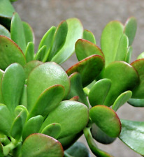 Succulent crassula ovata for sale  Hollister