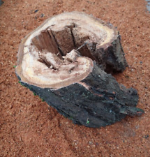 Aprikosenholz hohle baumstamm gebraucht kaufen  Bad Kreuznach