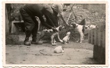 Couple with chiens d'occasion  Expédié en Belgium