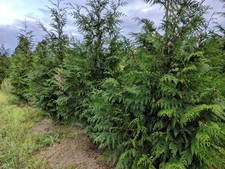Thuja plicata excelsa for sale  STOKE-ON-TRENT