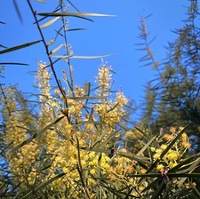 Acacia iteaphylla seeds for sale  Olympia
