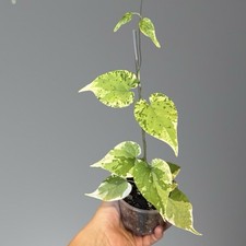 Telosma Minor Variegata na sprzedaż  PL
