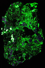 Fluorescent hardystonite wille for sale  Archbald