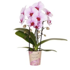 Rosa phalaenopsis rchidee gebraucht kaufen  Düsseldorf