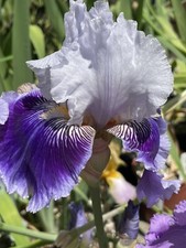iris potted for sale iris potted for sale Hayward