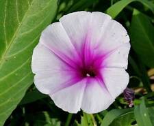 Graines ipomoea aquatica d'occasion  Sabres