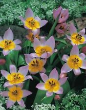 Wildtulpen saxatilis tulpenzwi gebraucht kaufen  Petersberg, Wettin-Löbejün