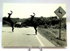 Vintage comic postcard for sale  Montague