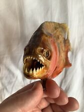 Taxidermy. piranha fish. for sale  ELY