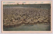 CARTÃO POSTAL VINTAGE REBANHO DE OVELHAS, ESTAÇÃO BURRWANG 1900s, usado comprar usado CARTÃO POSTAL VINTAGE REBANHO DE OVELHAS, ESTAÇÃO BURRWANG 1900s, usado comprar usado  Enviando para Brazil