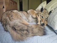 Soft mount taxidermy for sale  Orlando