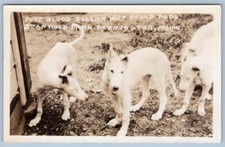 Rppc pure blood for sale  Snow Hill