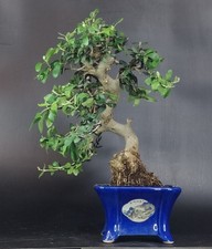 bonsai italiano usato bonsai italiano usato Cison di Valmarino
