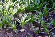 One mature amaryllis for sale  USA