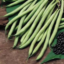 Climbing french bean for sale  CREWKERNE