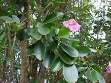 Pink poui flowering for sale  Allentown