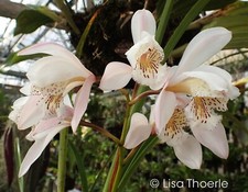 Flask cymbidium wenshaense for sale  Santa Rosa