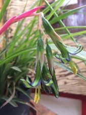 bromeliad for sale  MALDON
