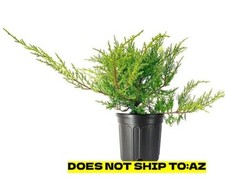 Juniper shrub old for sale  Miami